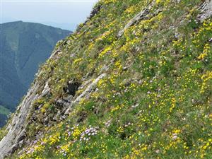 Skorý letný aspekt s kvitnúcimi druhmi Anthylis vulneraria subsp. alpestris, Helianthemum grandiflorum a Aster alpinus