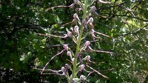 kvitnúci Himantoglossum adriaticum