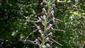 kvitnúci Himantoglossum adriaticum