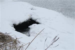 vstup do vody,stopy vydry riečnej