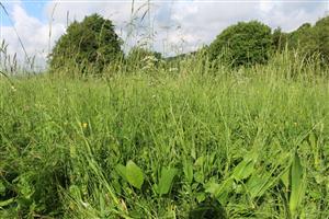 Serratula lycopifolia - sterilné rastliny