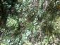 Teplomilné panónske dubové lesy (29.9.2014)