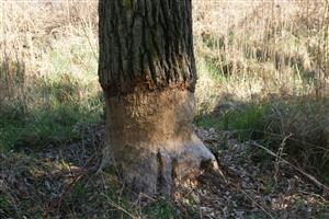 Ohryz topoľa