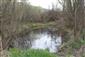 mlok karpatský (18.4.2017)