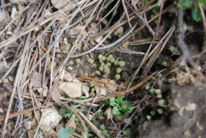 Mannia triandra na TMP4