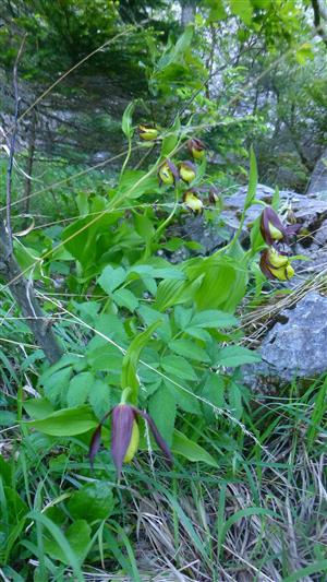 Cypripedium calceolus