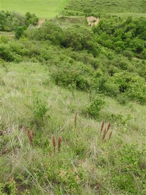 Jedince druhu Echium russicum na lokalite Hostice, pri pieskovni (pieskovňa v pozadí).