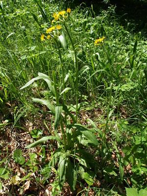 Tephroseris longifolia subsp. moravica