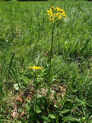 Tephroseris longifolia subsp. moravica