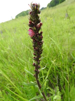 Kvitnúci jedinec druhu Echium russicum na lokalite Slizké, pri chate SSJ, pri el. vedení.