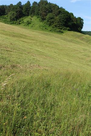 Záber na monitorovanú lokalitu.