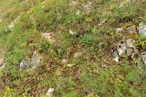 Záber na monitorovanú lokalitu.