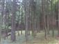 Bukové a jedľové kvetnaté lesy (20.8.2013)