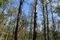 Pohľad na odumierajúce duby v Gbelskom lese v dôsledku sucha a s tým spojeným poklesov hladín podzemnej vody.