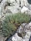 Dianthus lumnitzerii na skalnej stene