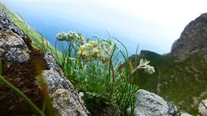 Artemisia eriantha na TML 