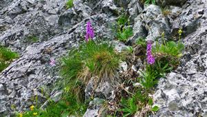 Gymnadenia conopsea v stene Muráňa