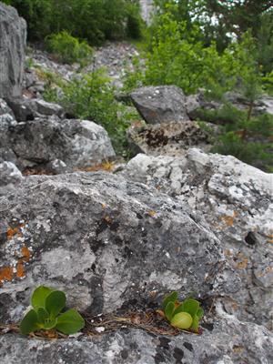 detail