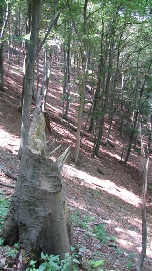 biotop Rosalia alpina