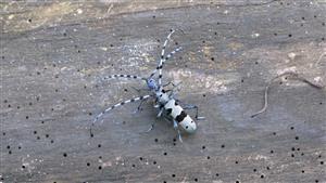 imága Rosalia alpina