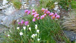 Armeria alpina