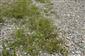 Rieky s bahnitými až piesočnatými brehmi s vegetáciou zväzov Chenopodionrubri p.p. a Bidentition p.p. (18.7.2014)