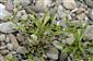 Persicaria lapathifolia subsp. brittingeri.