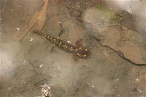 mladá salamandra škvrnitá 