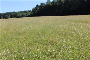 Záber na monitorovanú lokalitu.