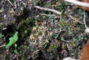 Mannia triandra na TMP1