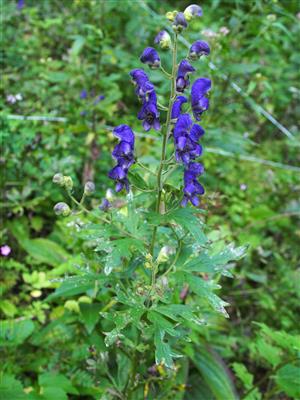 Aconitum firmum subsp. moravicum