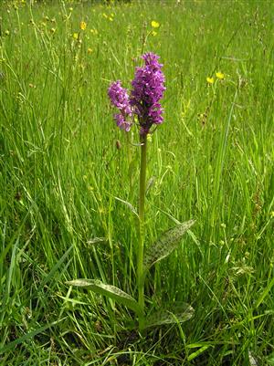 Pohľad na plochu TML