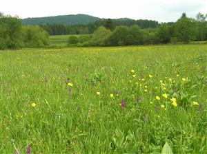 Pohľad na plochu TML