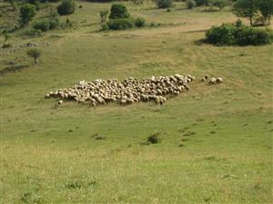 spásanie ovcami