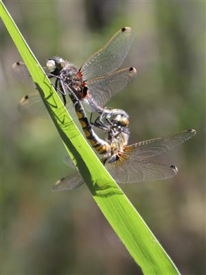 pár L. pectoralis