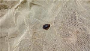 G. bilineatus