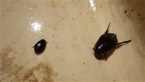 Graphoderus bilineatus, Cybister lateralimarginalis