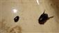 Graphoderus bilineatus, Cybister lateralimarginalis