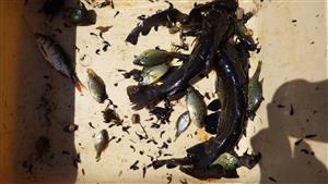 Ameiurus melas, Lepomis gibbosus