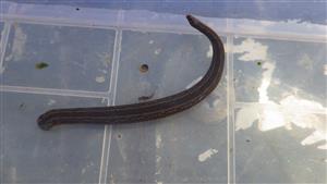 Hirudo medicinalis