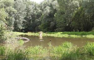 Interier lužného lesa