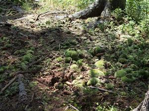 Leucobryum glaucum v biotope Ls8