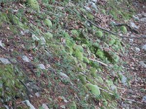 Leucobryum glaucum v lesnom prostredí na skalných sutiach