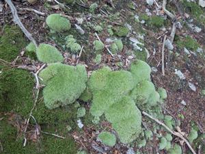 detail Leucobryum glaucum