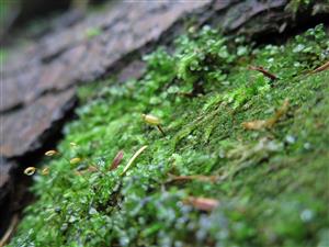 buxbaumia viridis