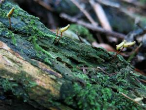 Buxbaumia viridis