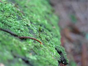 Buxbaumia viridis
