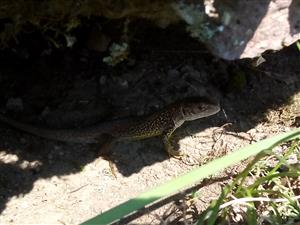 Lacerta viridis
