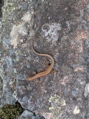 Podarcis muralis