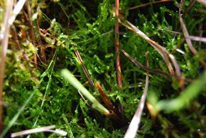 Hamatocaulis vernicosus